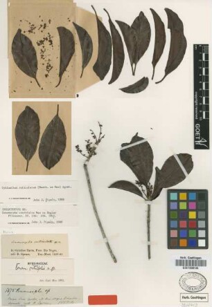 Conomorpha reticulata Benth. ex Mez