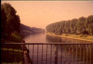 Hofen, Pappelpflanzung an der Stauhaltung