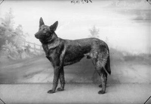 Hund