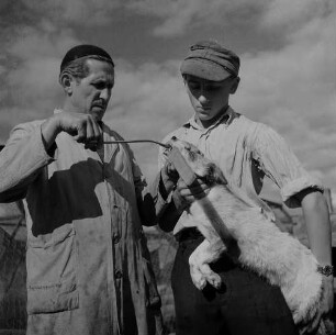 Archivfotografie "motive_tiere_tierzucht_pelztiere_363neg"