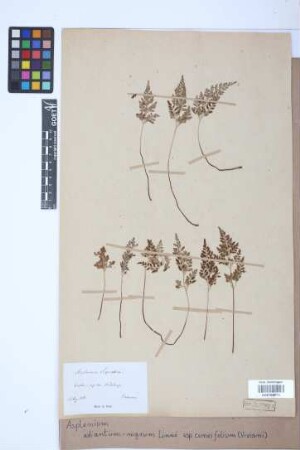 Asplenium adiantum-nigrum subsp. cuneifolium (Viv.) Asch.