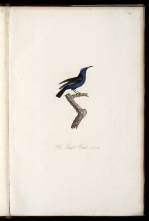 Le Guit-Guit Pl. 41 [bis] Le Sucrier P. 51
