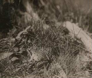 Moorfrosch (Rana arvalis)