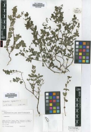Euphorbia