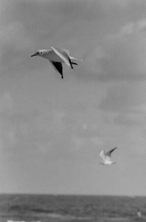 Möwen im Flug