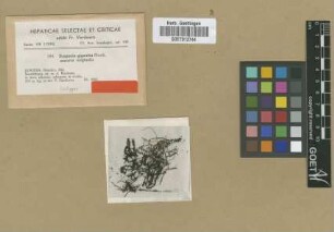 Scapania gigantea Horik. [isotype]