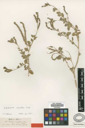 Heliotropium suaveolens M.Bieb. [type]