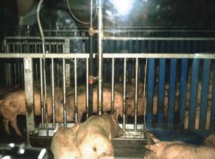 Fotografie: Fütterungstechnik, Mastschwein, Flüssigfütterungsanlage