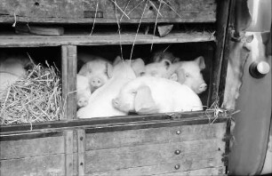 Biberach: Schweinemarkt, Schweine im Transportwagen