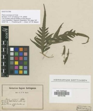 Pteris comans G.Forst. [type]