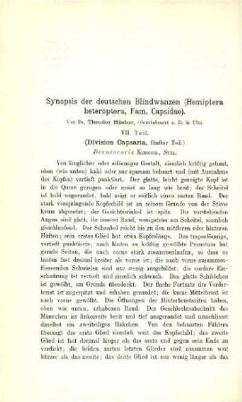 Synopsis der deutschen Blindwanzen (Hemiptera heteroptera, Fam. Capsidae). VII. Teil