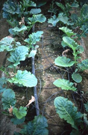 Fotografie: Gartenbau, Bewässerung