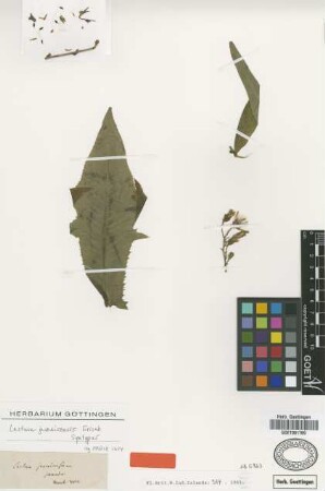 Lactuca jamaicensis Griseb. [syntype]