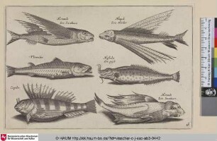 Hirundo, Zee Swaluwe; Mugil, Zee Herder; Thimalus; Mustela Zee puyt; Cepola