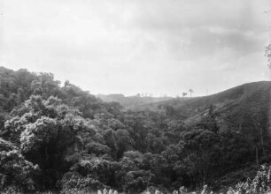Urwald : Blick über die Baumwipfel auf die Landschaft eines Urwaldes