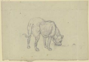 Saufender Hund, von hinten gesehen