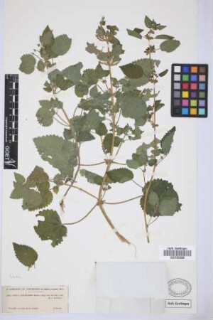 Urtica stachyoides Webb & Berth.