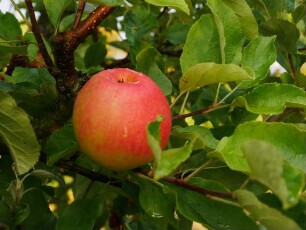 Apfelbaum Sorte: Goldparmäne - Baum 96