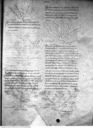 Varia medica (Herbarium, Herbarium Apuleii Platonici, De herbarum virtutibus), Pag. 525: XII Nomen herbae semen habet (?), XIII Nomen herbae Thlapissivemia (Thlaspi (arvense?)), XIIII Nomen herbae sideritis (Sideritis), XV Nomen herbae flomos (Verbascum thapsus), XVI Nomen herbae ipsillos (Plantago psyllium)