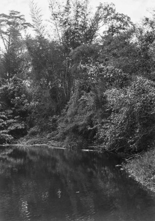 Der Rio Miranda : Der Fluss Rio Miranda und ein am Ufer wachsender Galeriewald.