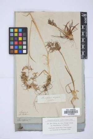 Poa alpina vivipara