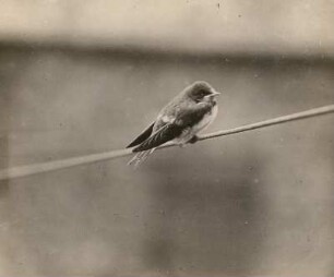 Rauchschwalbe (Hirundo rustica). Ausgeflogener Jungvogel