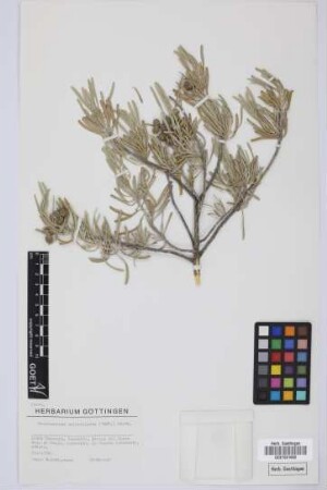 Neochamaelea pulverulenta (Vent.) Ertm.