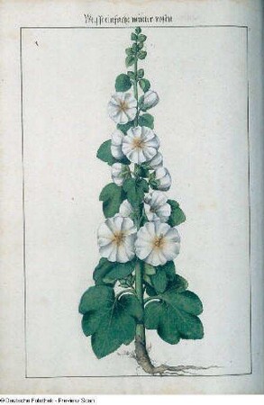 Weisse einfache winter rosen, Seite 172