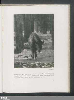 Wisent