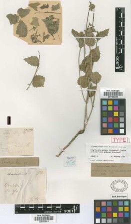 Chiropetalum griseum Griseb. [holotype]
