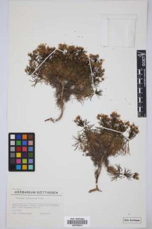 Plantago arborescens arborescens Poir.