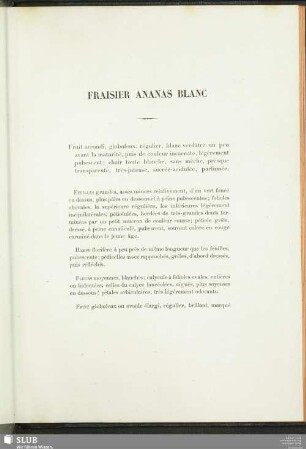 Fraisier Ananas Blanc