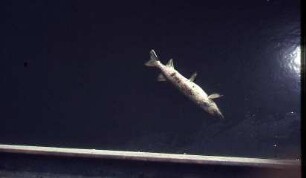 Verschmutztes Gewässer (tote Fische), ohne Ort