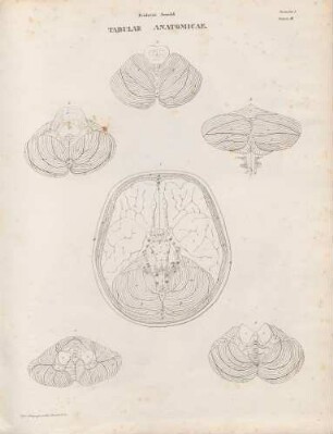 Basis encephali/ Cerebelli facies superior/ Facies inferior cerebelli/ Cerebelli medullaeque spinalis summae facies posterior /Cerebelli vermis inferior velaque medullaria inferiora/ Cerebelli medullaeque spinalis summae facies posterior (Lineartafel)