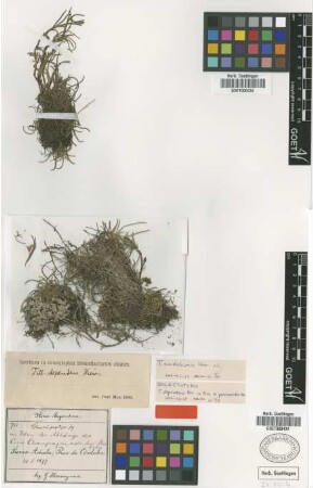 Tillandsia dependens Hieron. ex Mez [type]
