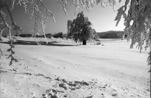 Schauinsland: Verschneite Wetterbuchen