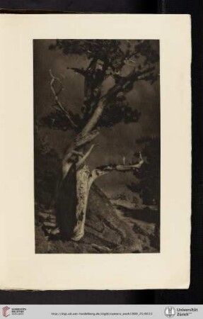 [Annie [Anne] W. [Wardrope] Brigman, II. The Dying Cedar, photogravure]