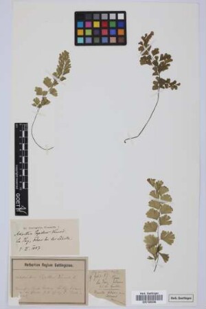 Adiantum capillus-veneris L.