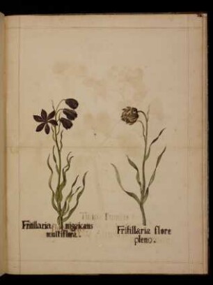 Fritillaria nigricans multiflora, Fritillaria flore pleno