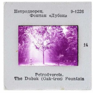 Peterhof, Schloss,Peterhof, Schloss, Unterer Park, Eichenbaum-Fontäne