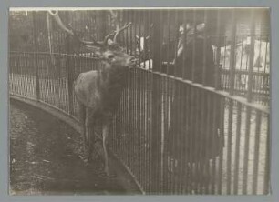Hirsch im Zoo