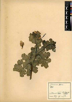 Papaveraceae Glaucium luteum Scopoli, Giovanni Antonio (1723 - 1788) [Akko, Akka, Acco, Akkon, Akka, Acre ]