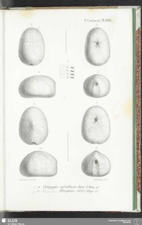 Pl. 969