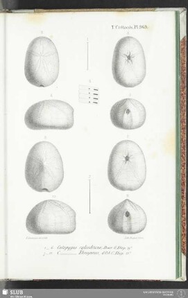 Pl. 969