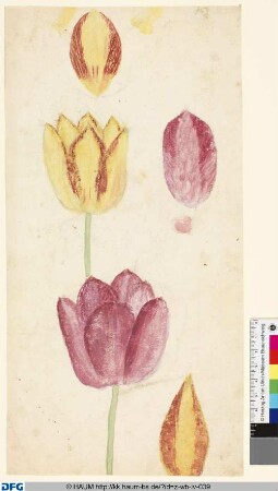 Studie von Tulpenblüten