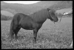 Glotterbad: Shetland Pony, Tochter Wiards