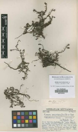 Fumana procumbens Gren. & Godr.