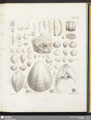 Tab. XXXIV