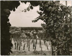 "Weinort Wagenstadt"