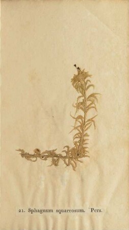 21. Sphagnum sqarrosum. Pers.